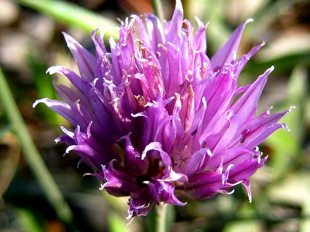 Image of Allium schoenoprasum specimen.