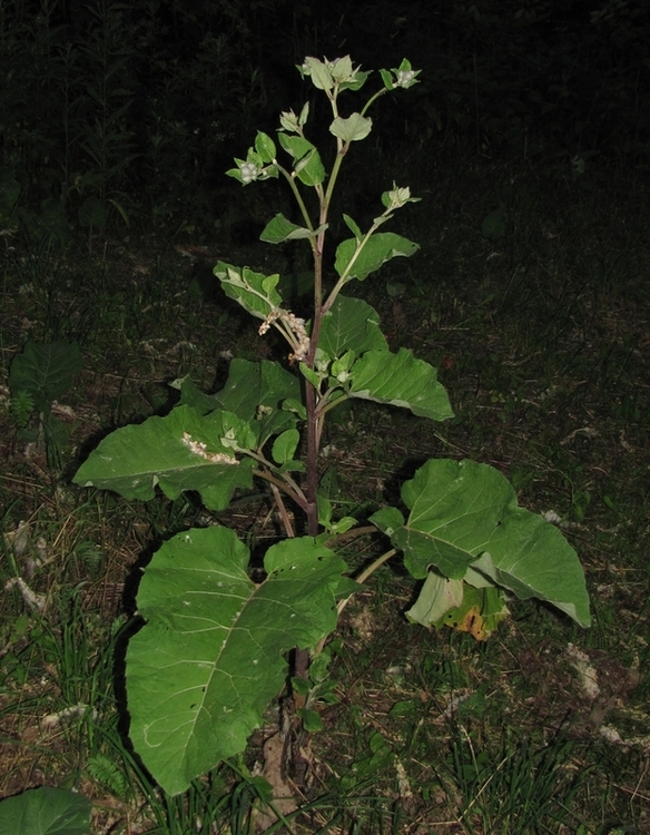 Image of Arctium tomentosum specimen.