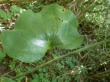 Smilax excelsa