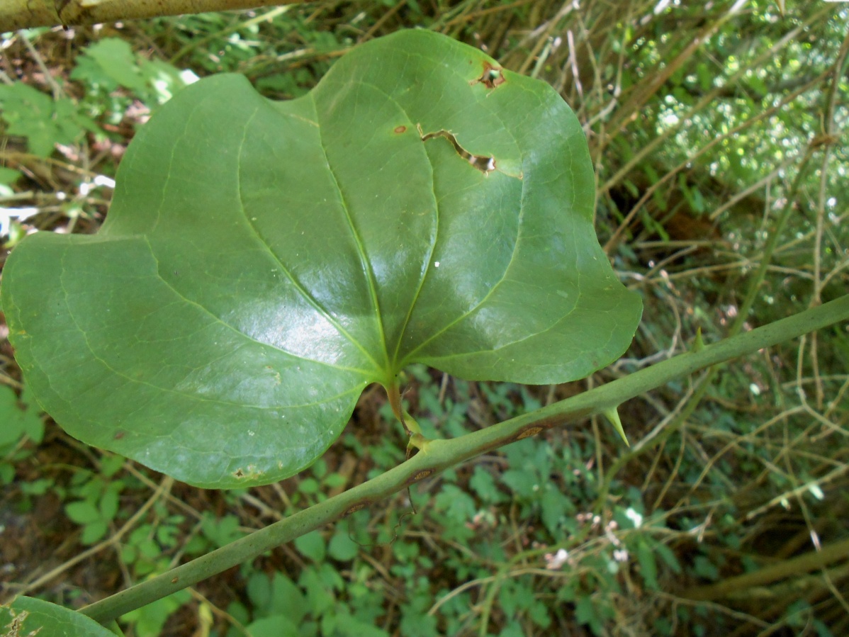 Image of Smilax excelsa specimen.