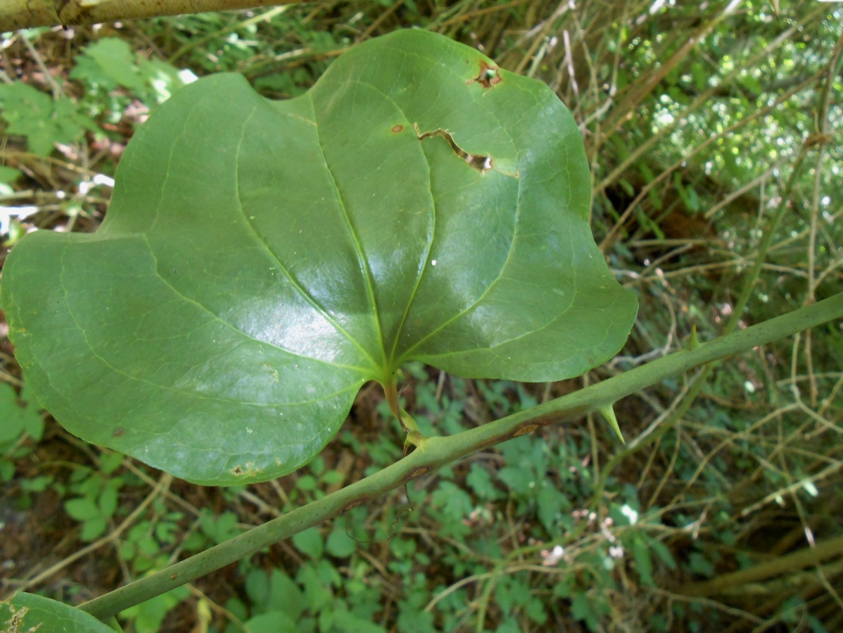 Изображение особи Smilax excelsa.