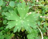 Aconitum ranunculoides. Лист. Якутия, окр. пос. Чульман, руч. Локучакит. 20.07.2012.