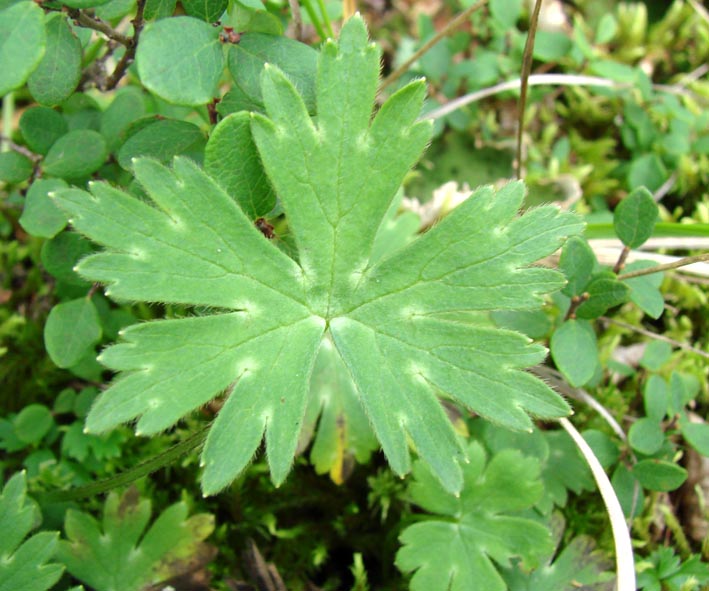 Image of Aconitum ranunculoides specimen.