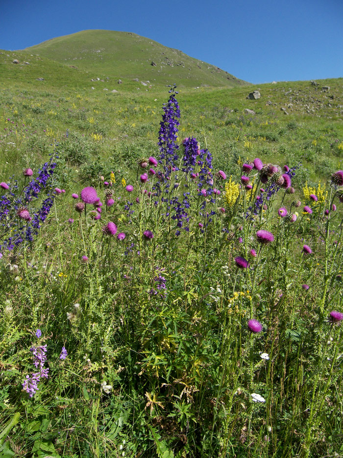 Image of Delphinium pyramidatum specimen.