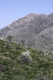 Pyrus regelii. Цветущее растение на горном склоне. Южный Казахстан, хр. Боролдайтау, гора Нурбай; 1250 м н.у.м. 23.04.2012.