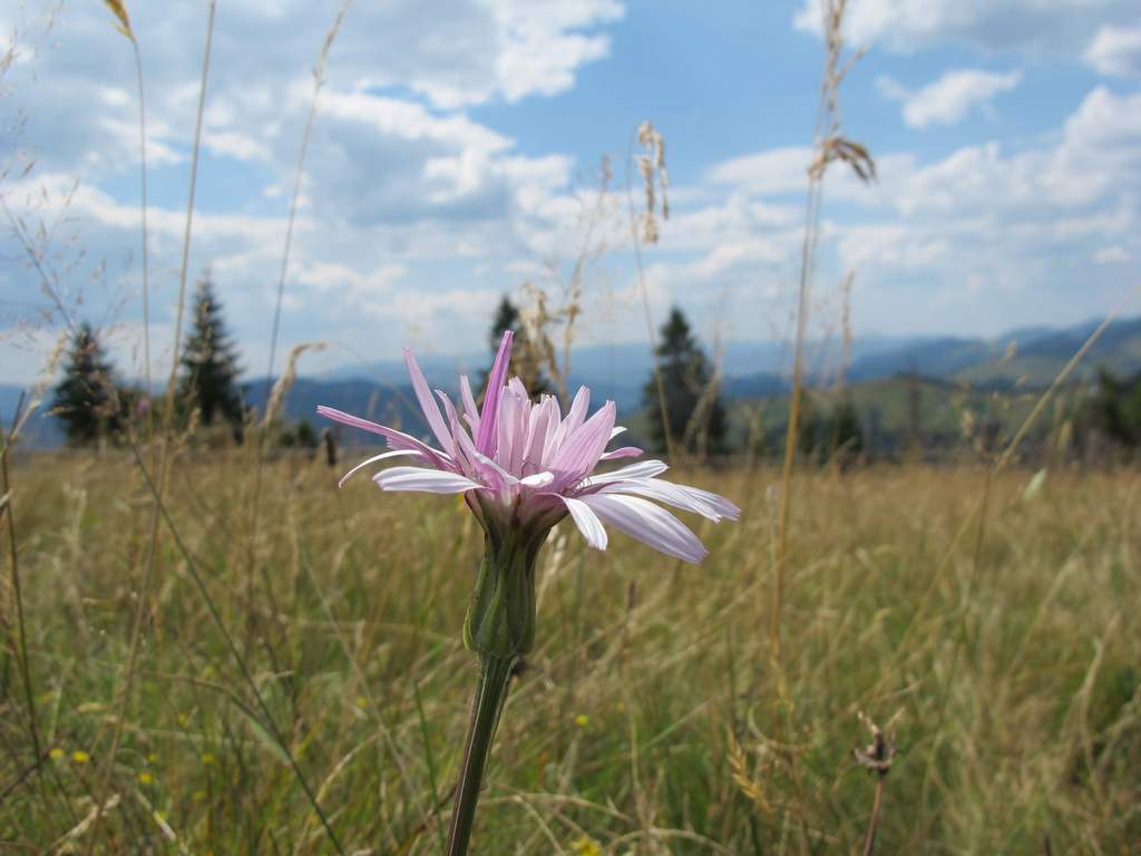 Image of Scorzonera rosea specimen.