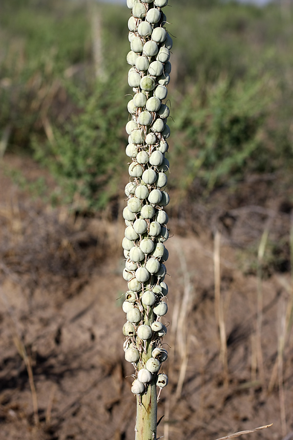 Image of Eremurus inderiensis specimen.