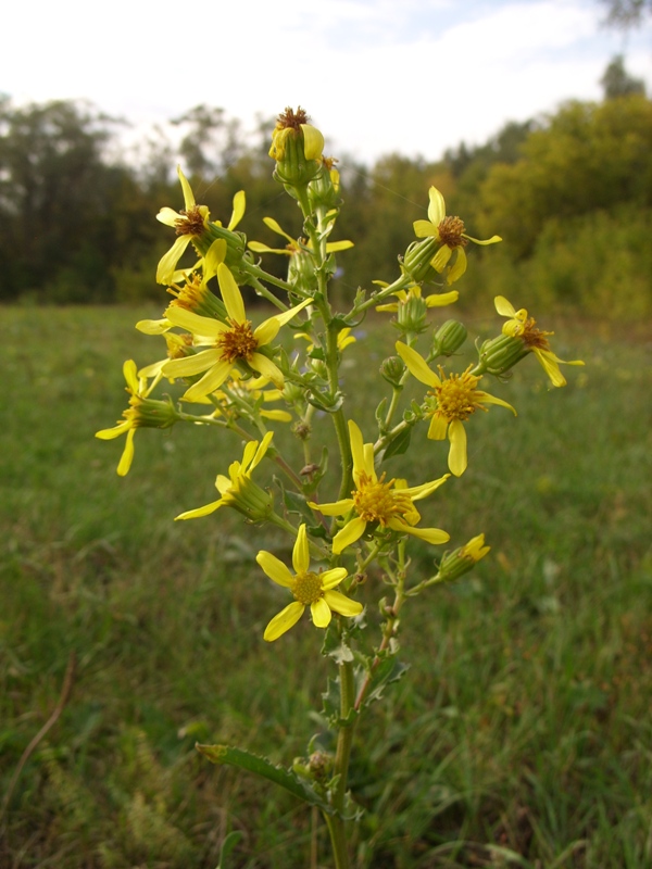 Image of Senecio paucifolius specimen.