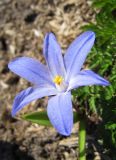 Chionodoxa luciliae. Цветок. Санкт-Петербург, Петергоф, парк. 08.05.2012.