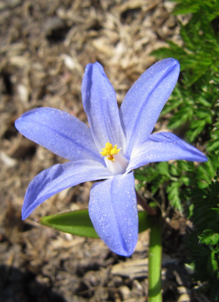 Изображение особи Chionodoxa luciliae.