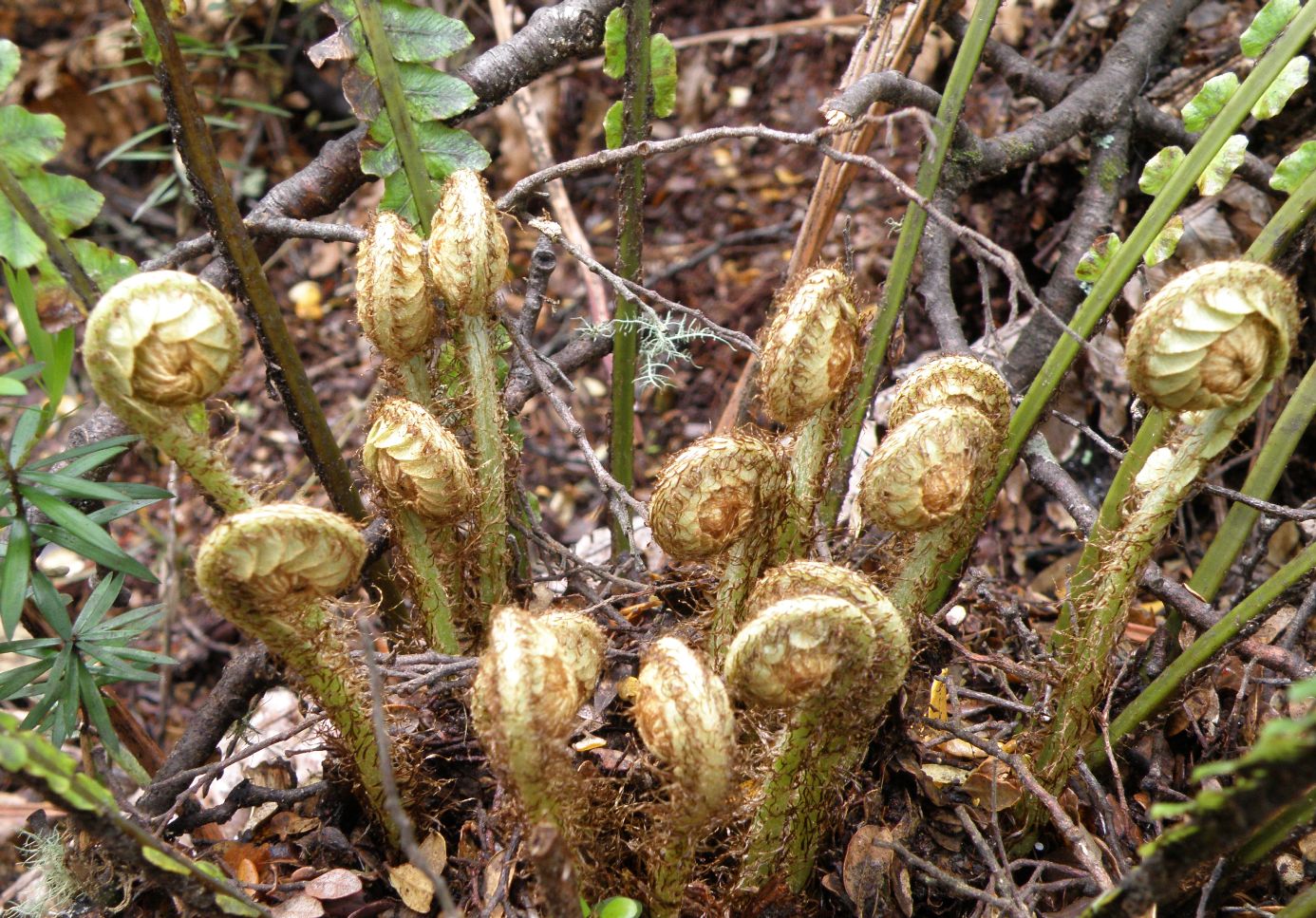 Image of genus Blechnum specimen.