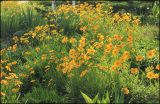 Coreopsis grandiflora