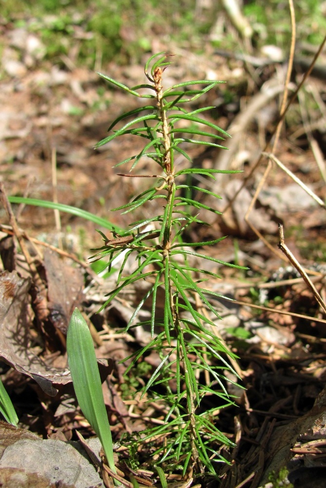 Image of Picea obovata specimen.