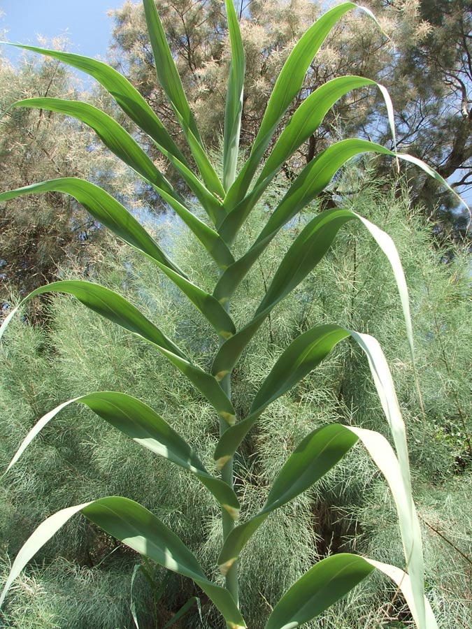 Изображение особи Arundo donax.