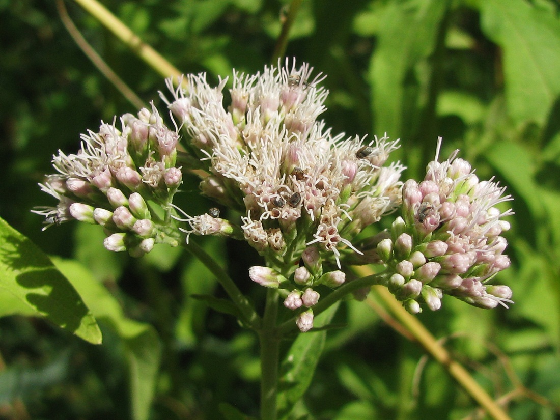 Изображение особи Eupatorium cannabinum.