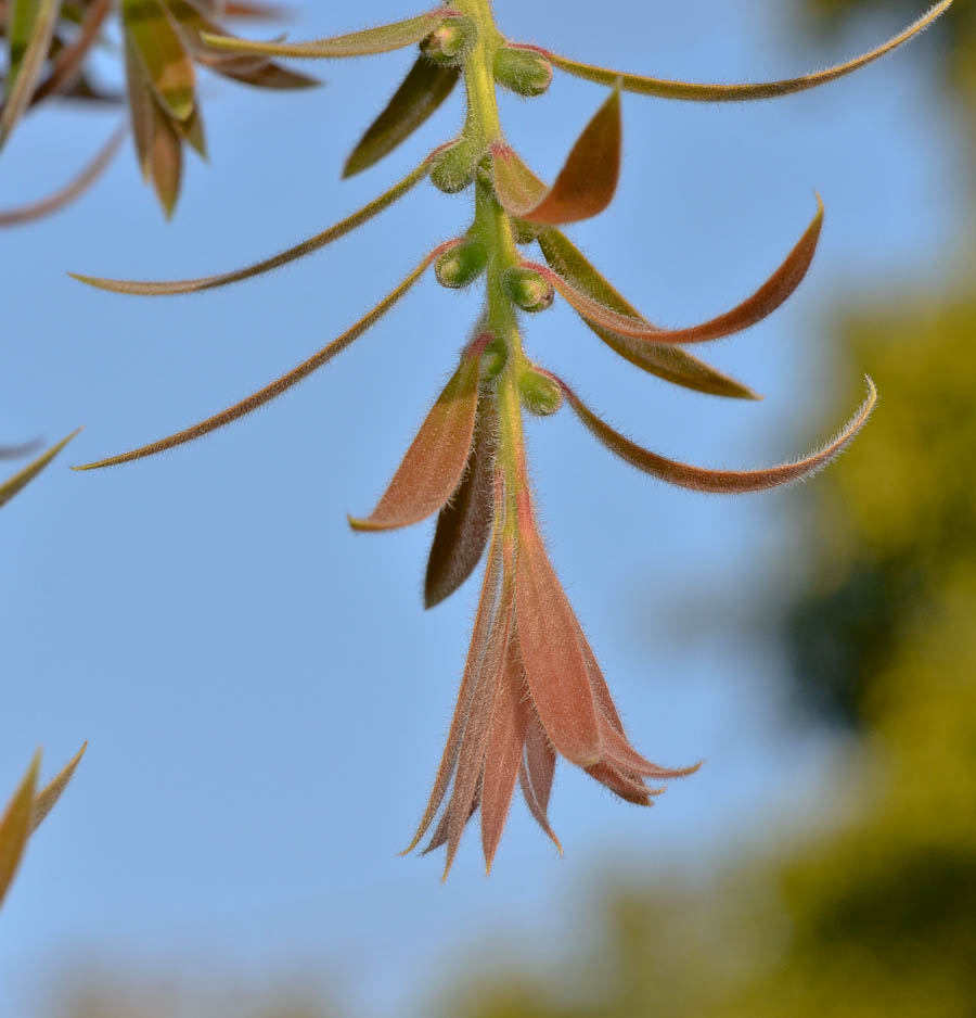 Image of Callistemon phoeniceus specimen.