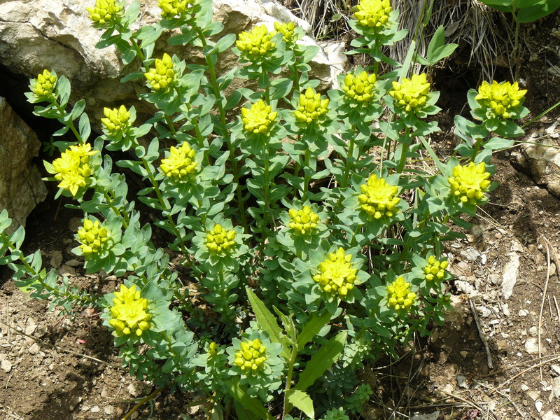 Image of Haplophyllum thesioides specimen.