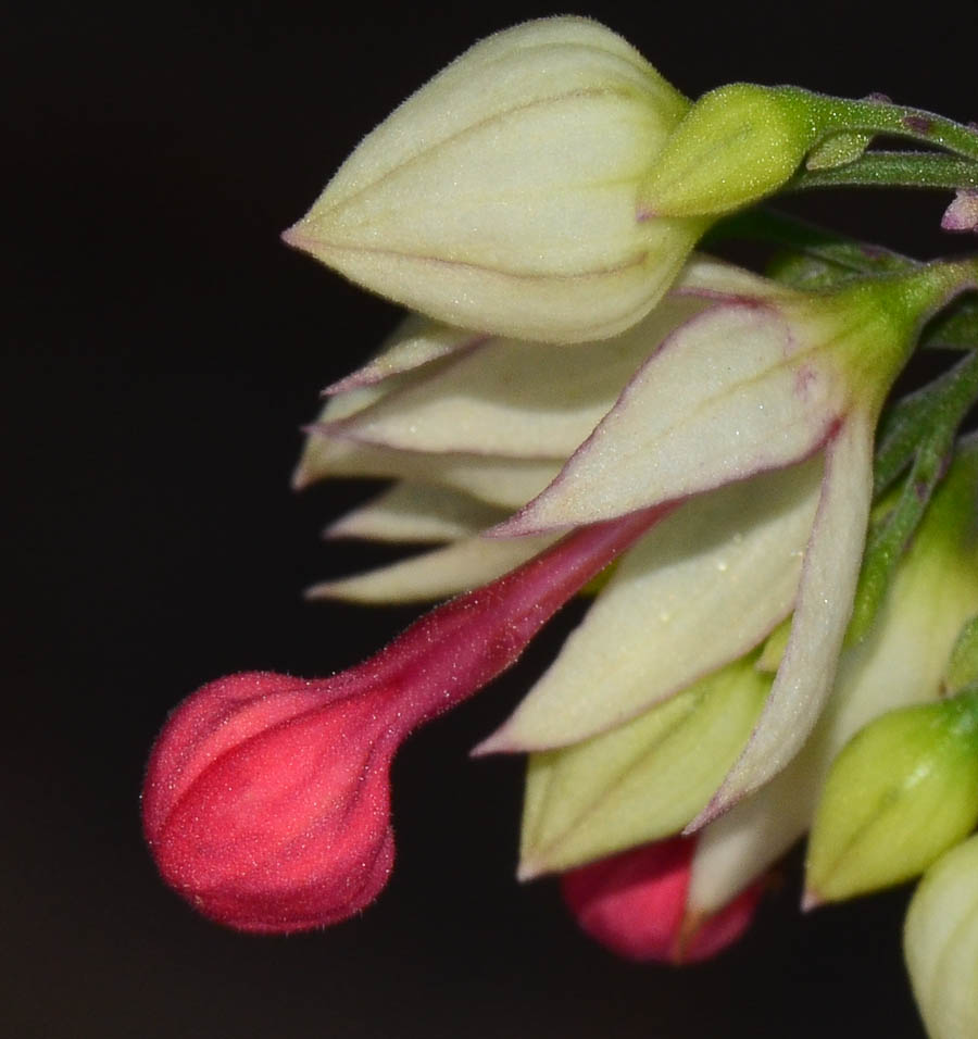 Image of Clerodendrum thomsoniae specimen.