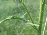 Sisymbrium loeselii. Часть стебля с листом и боковым побегом. Ростовская обл. г. Новочеркасск, на пустыре. 25.05.2011.