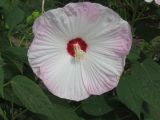 Hibiscus moscheutos. Цветок. Украина, г. Запорожье, Запорожский детский ботанический сад. 15.06.2008.