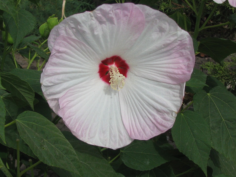Image of Hibiscus moscheutos specimen.