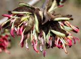 Parrotia persica