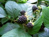 Rubus serpens