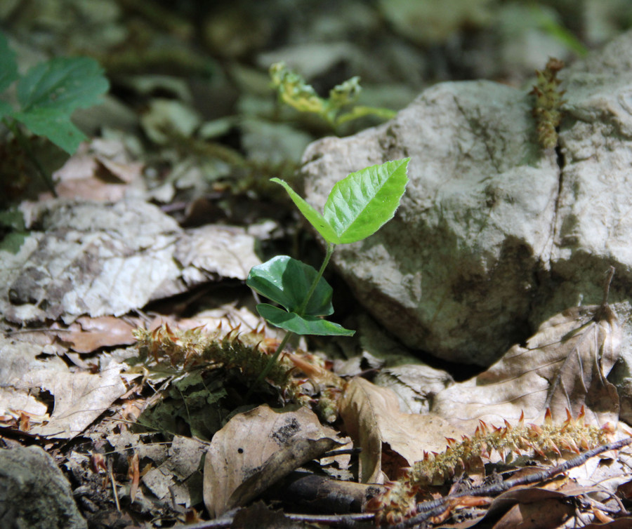 Image of Fagus &times; taurica specimen.