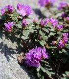 genus Rhododendron
