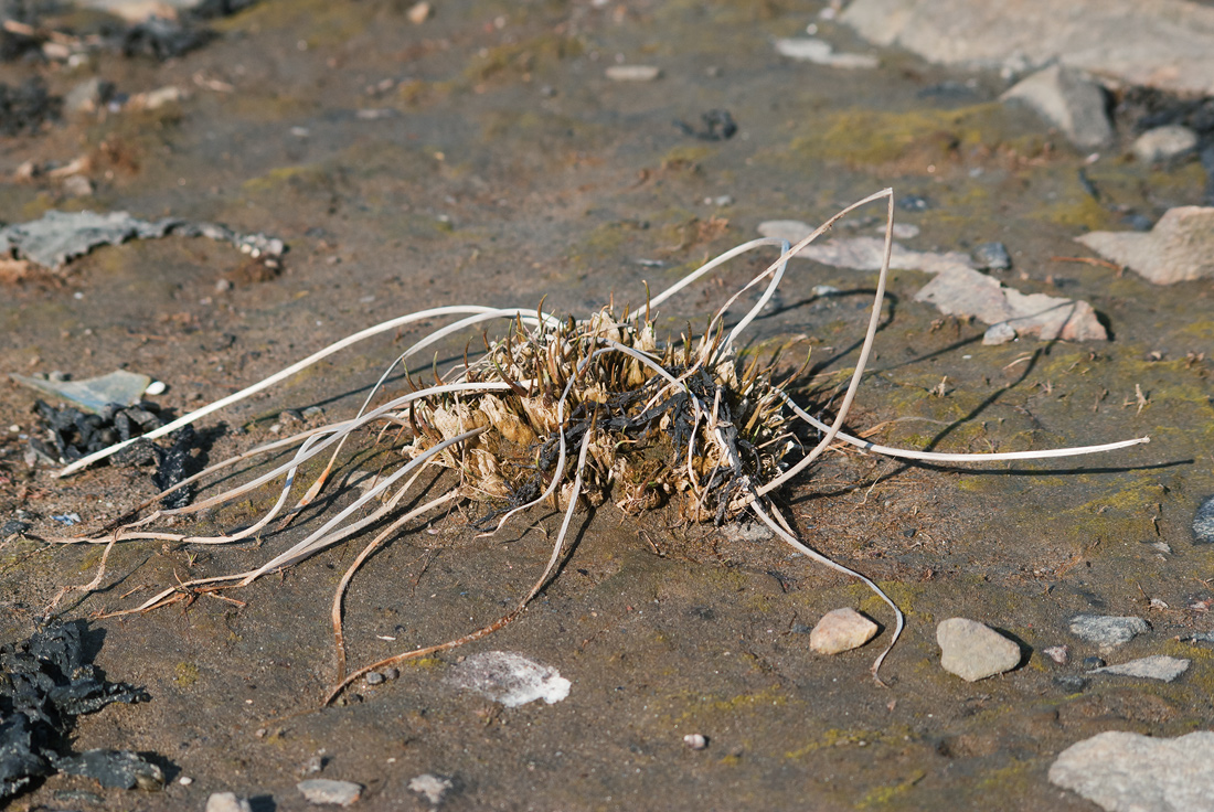 Image of Triglochin maritima specimen.