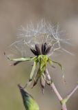 Image of taxon representative. Author is Владимир Эпиктетов
