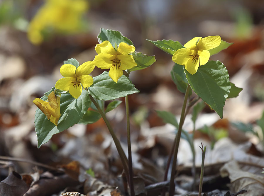 Image of Viola xanthopetala specimen.