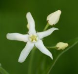 Vincetoxicum ascyrifolium