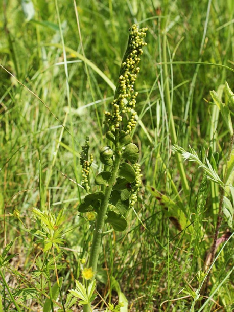 Изображение особи Botrychium lunaria.