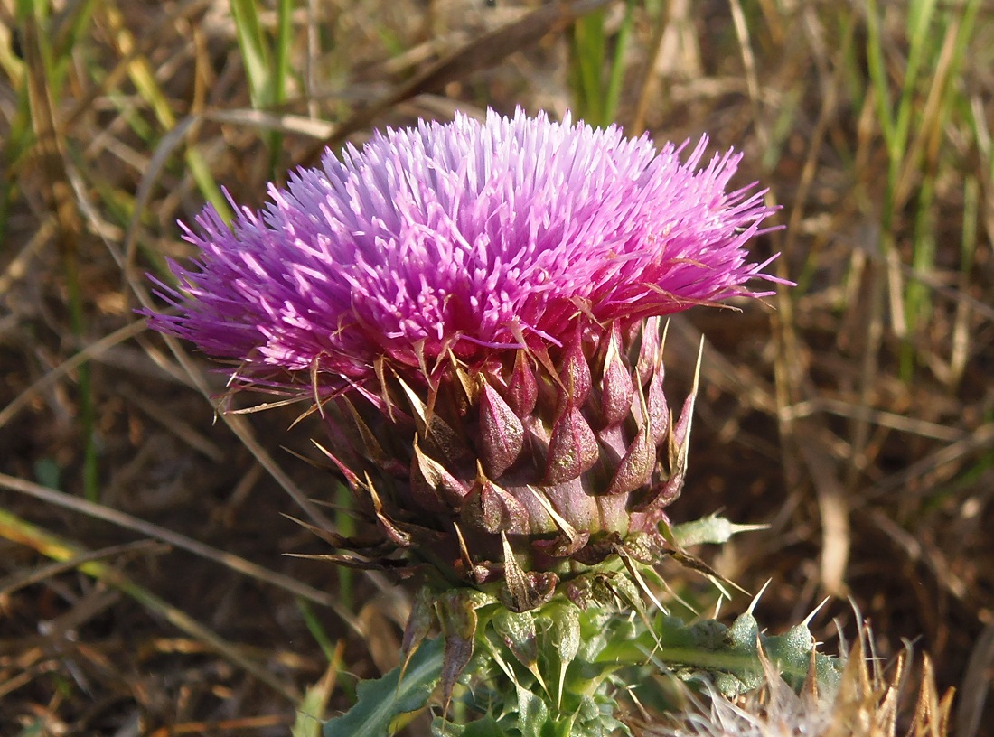 Image of Carduus thoermeri specimen.