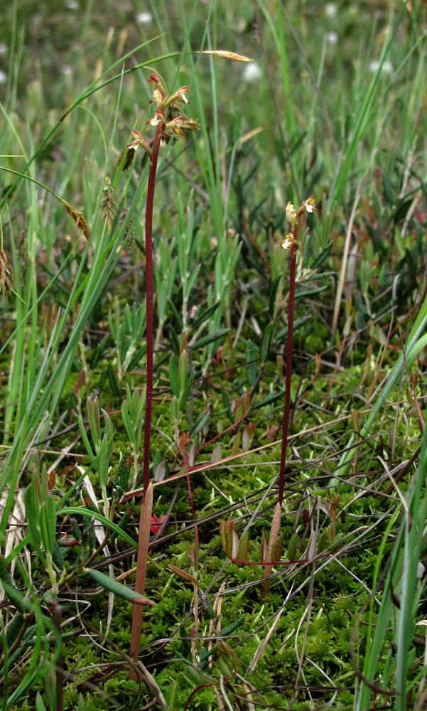 Image of Corallorhiza trifida specimen.