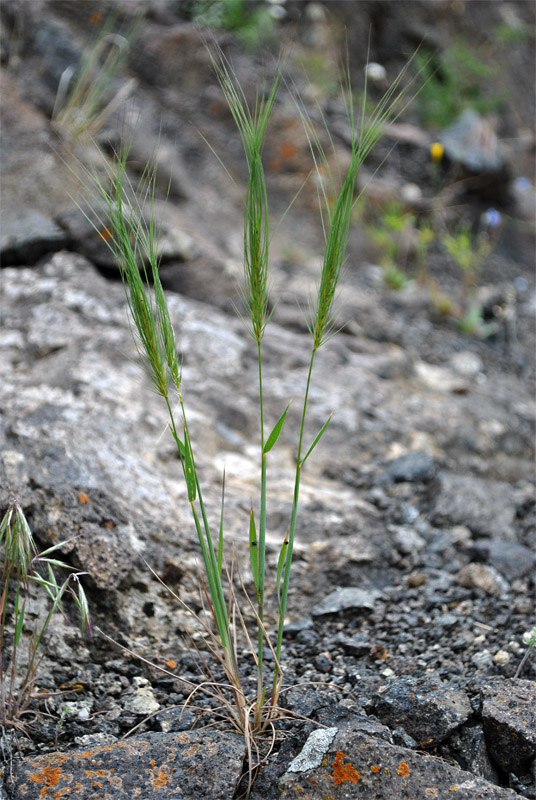 Изображение особи Taeniatherum crinitum.