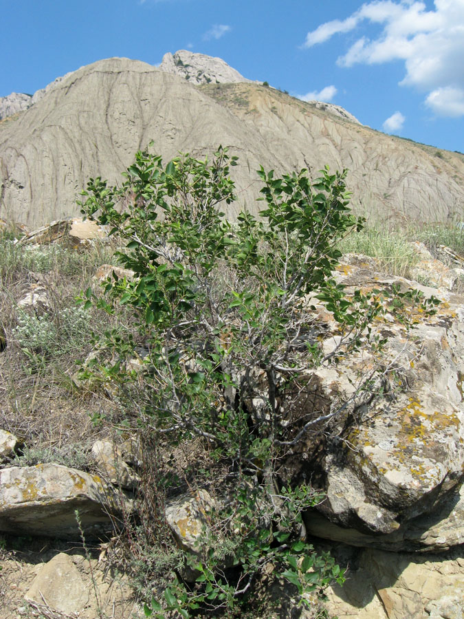 Image of Celtis glabrata specimen.