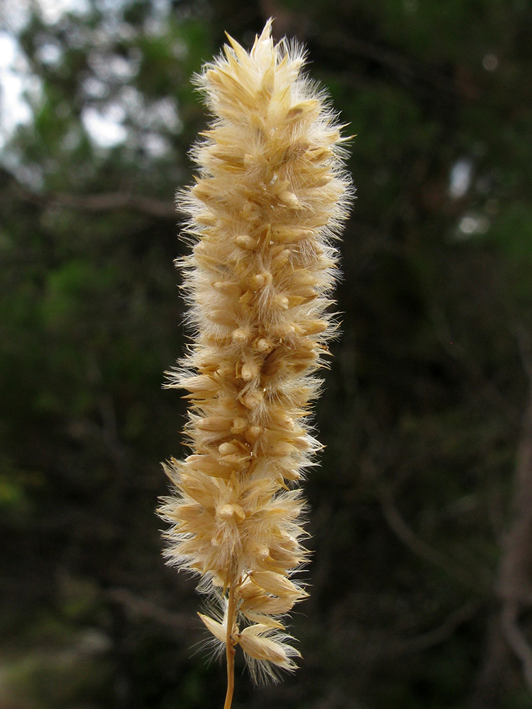 Image of Melica taurica specimen.