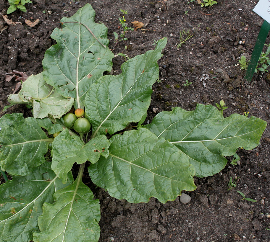 Image of Mandragora officinarum specimen.
