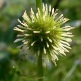 Sparganium emersum. Женское (с пестичными цветками) соцветие. Свердловская обл., окр. г. Североуральск, подтапливаемый берег заводи. 28.07.2013.