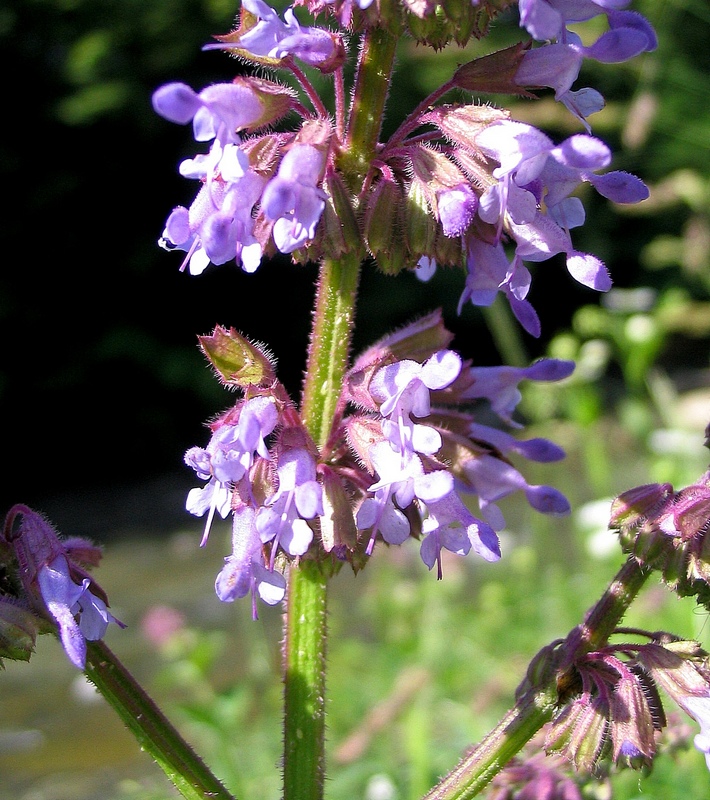 Image of Salvia verticillata specimen.