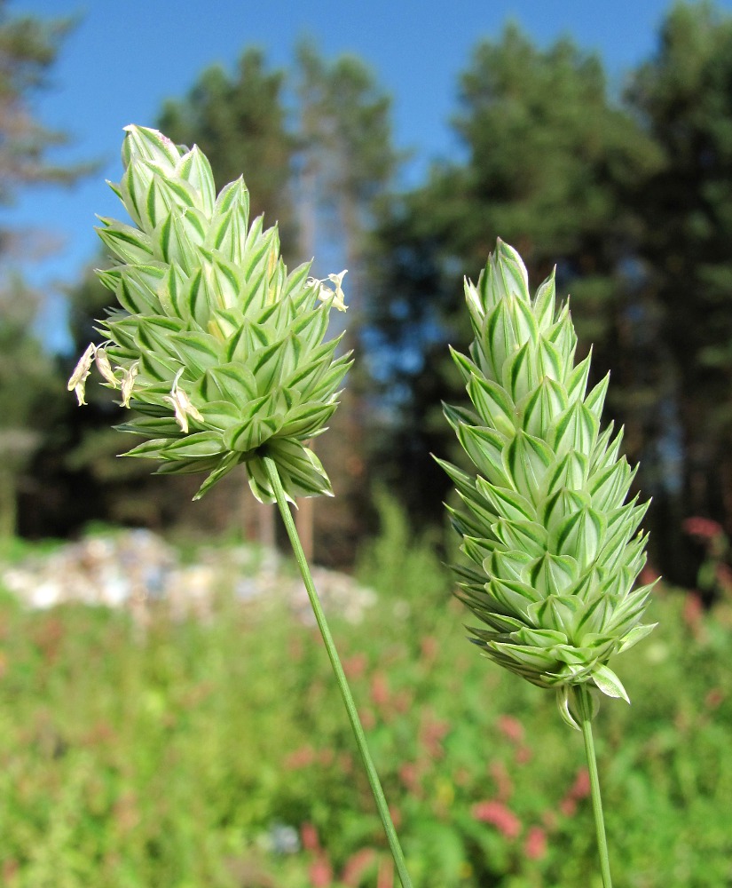 Изображение особи Phalaris canariensis.