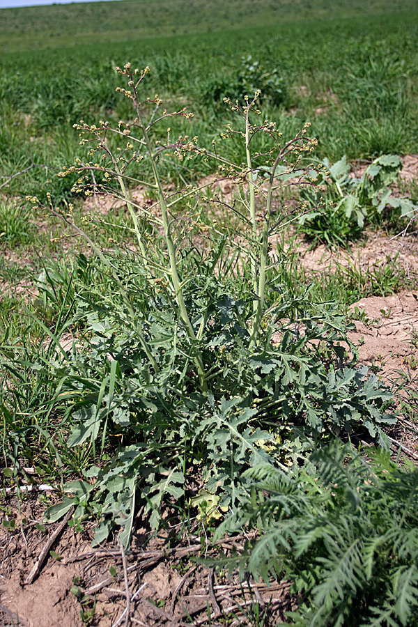 Изображение особи Crambe orientalis.