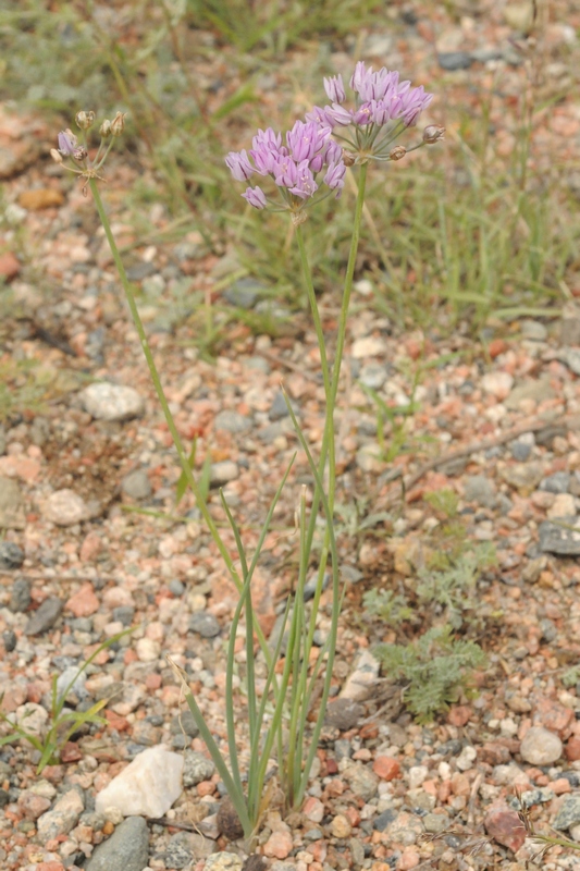 Изображение особи Allium weschniakowii.