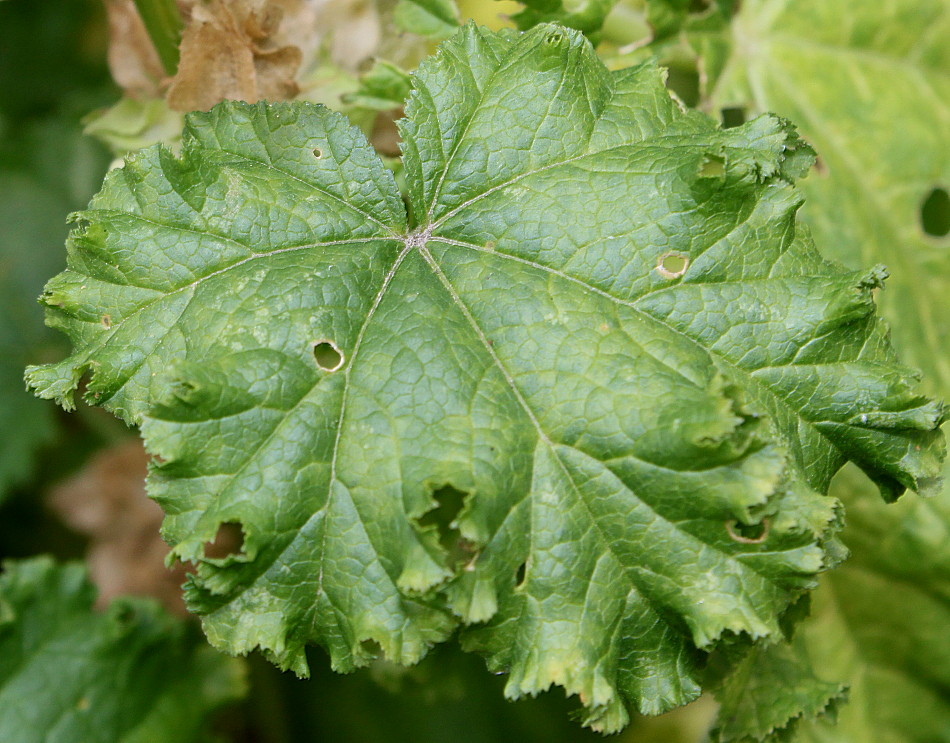 Image of Malva verticillata var. crispa specimen.