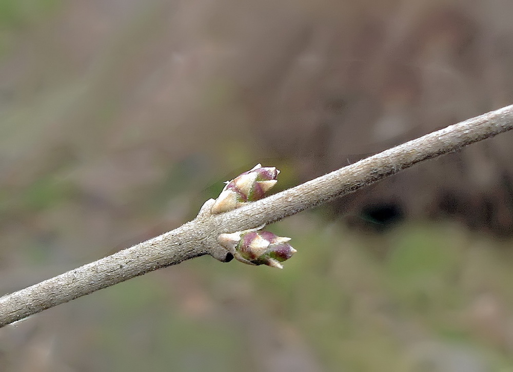 Image of Ligustrum yezoense specimen.