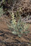 Goebelia pachycarpa. Цветущее растение. Южный Казахстан, восточная граница пустыни Кызылкум. 07.05.2012.
