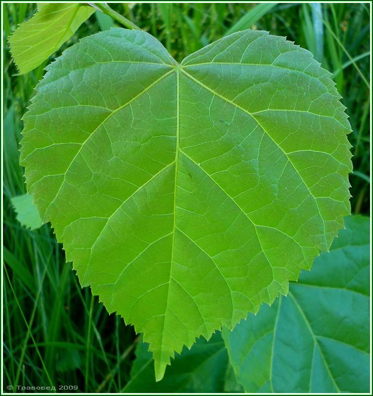 Изображение особи Tilia platyphyllos.