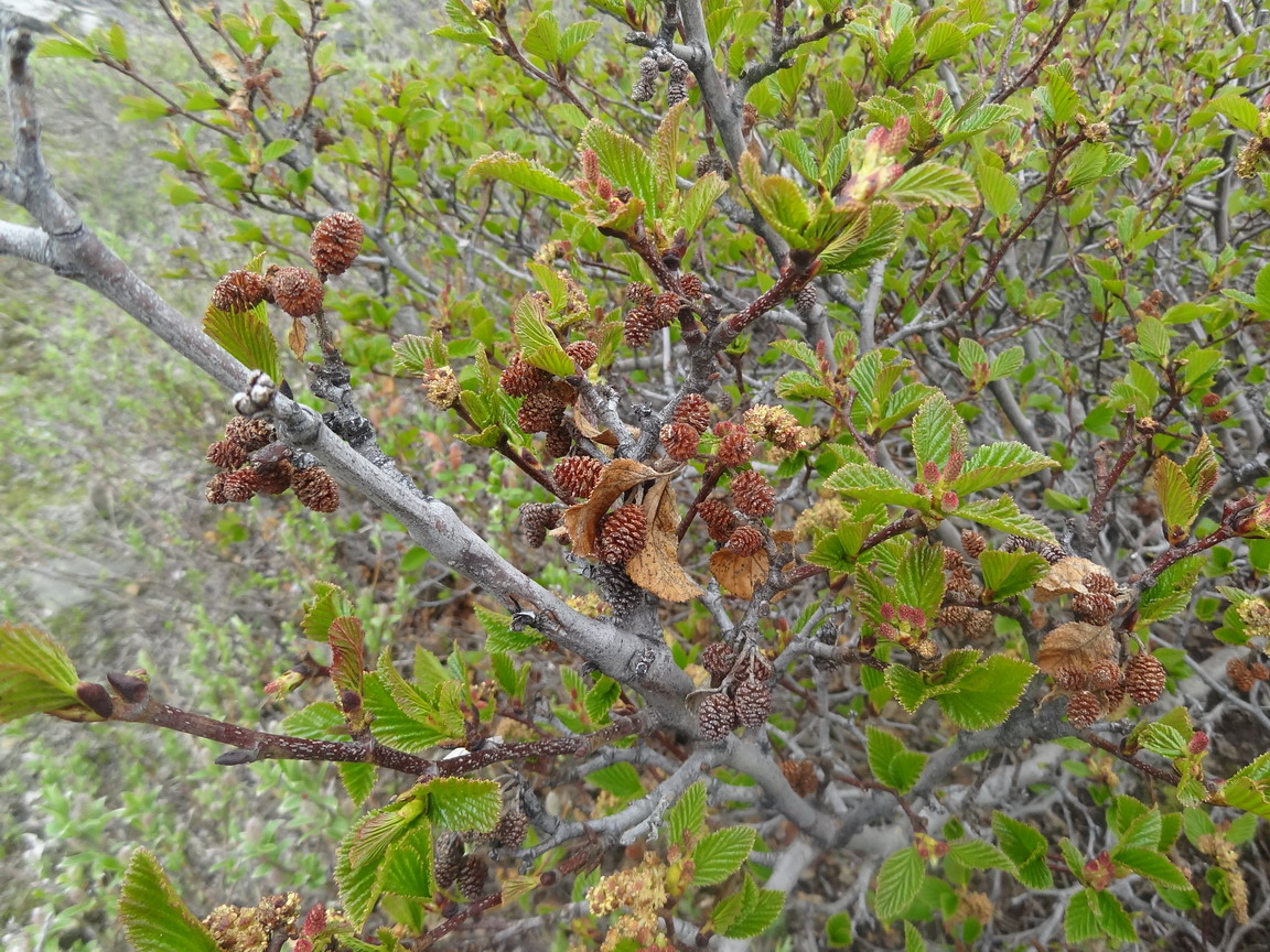 Изображение особи Duschekia fruticosa.